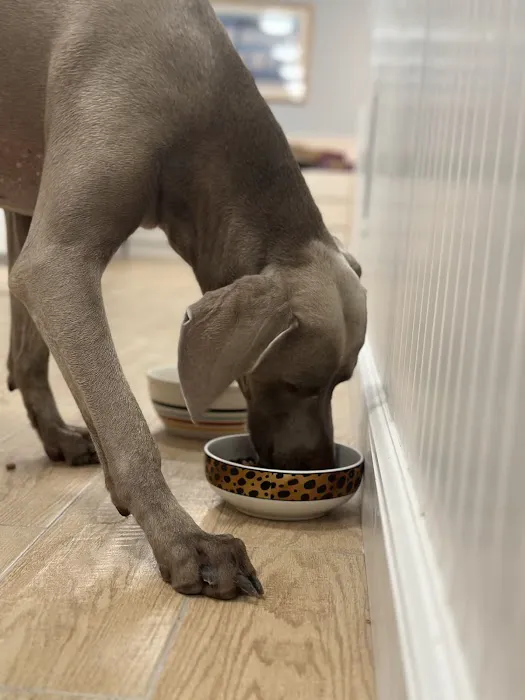 PetLove Picture 4