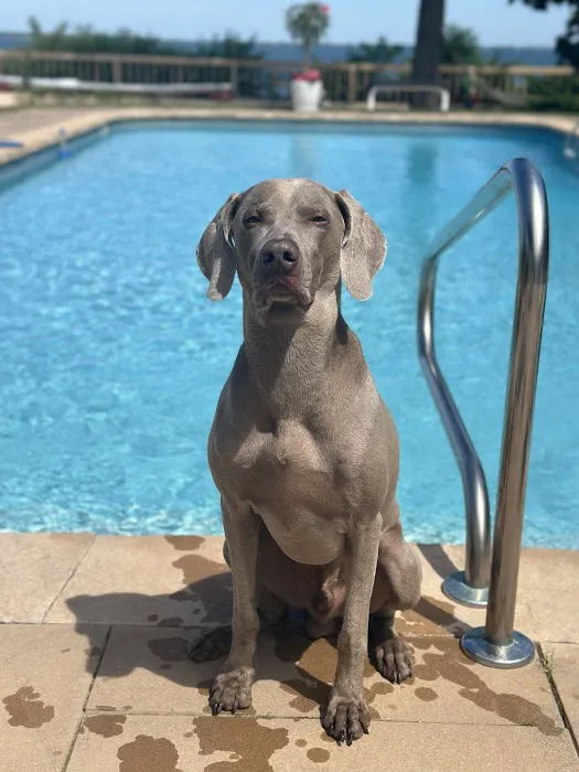 PetLove Picture 8