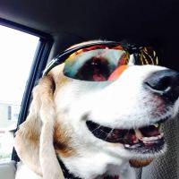 Glenolden Animal Hospital ico