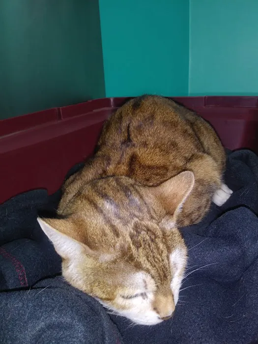 Glenolden Animal Hospital Picture 5
