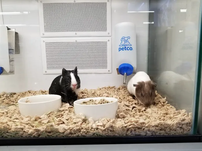 Petco Picture 3