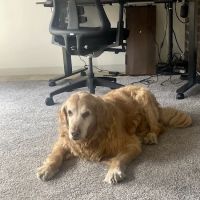 World of Animals Veterinary Hospital at Mayfair ico