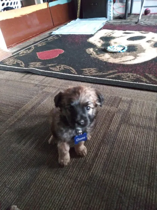 Noah's Ark Animal Hospital Picture 7