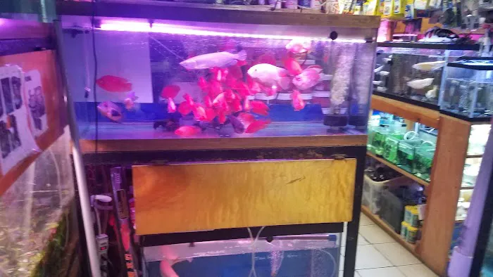 New Lucky Fish Aquarium & Pet Supply Picture 9