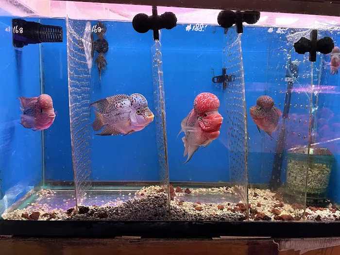 New Lucky Fish Aquarium & Pet Supply Picture 7