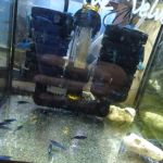 New Lucky Fish Aquarium & Pet Supply