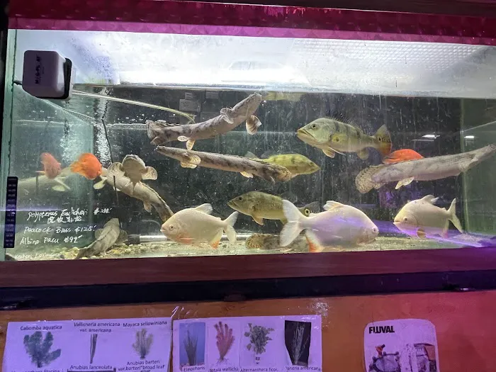 New Lucky Fish Aquarium & Pet Supply Picture 5