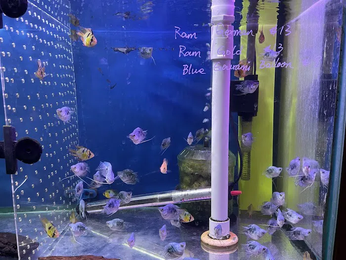 New Lucky Fish Aquarium & Pet Supply Picture 3