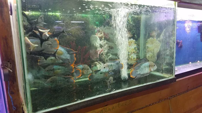 New Lucky Fish Aquarium & Pet Supply Picture 10
