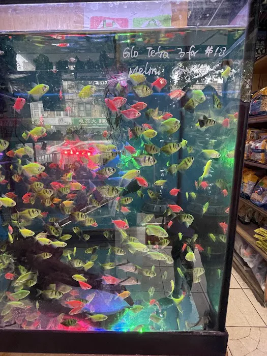 New Lucky Fish Aquarium & Pet Supply Picture 4