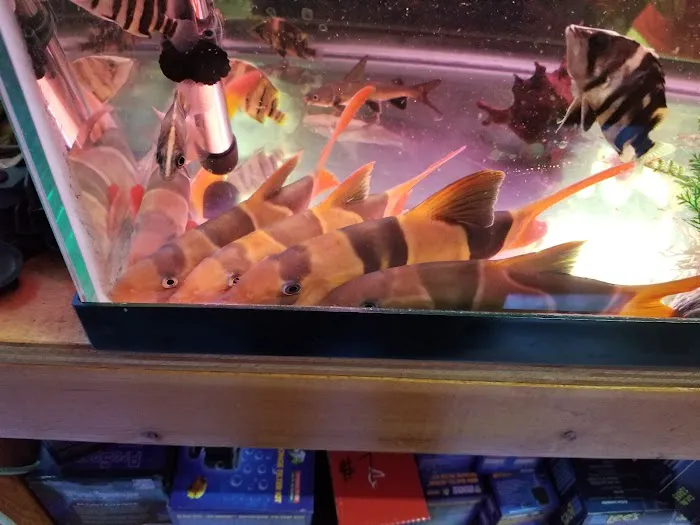 New Lucky Fish Aquarium & Pet Supply Picture 8