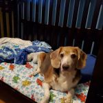 Bree's Animal Hospital