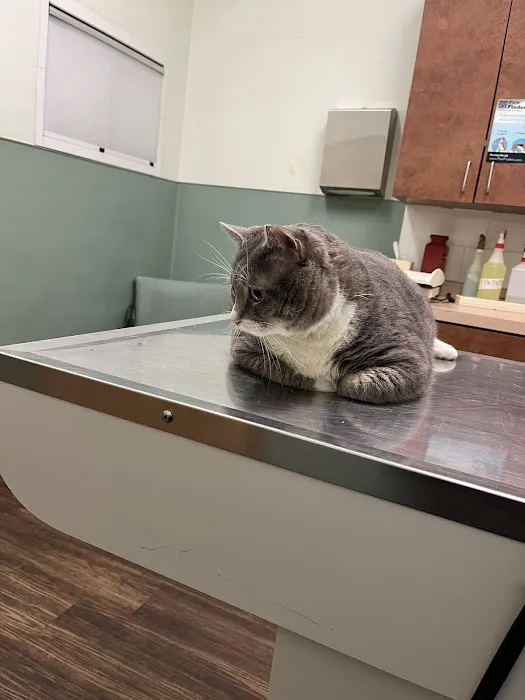 Bree's Animal Hospital Picture 3