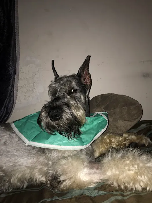 Bree's Animal Hospital Picture 9