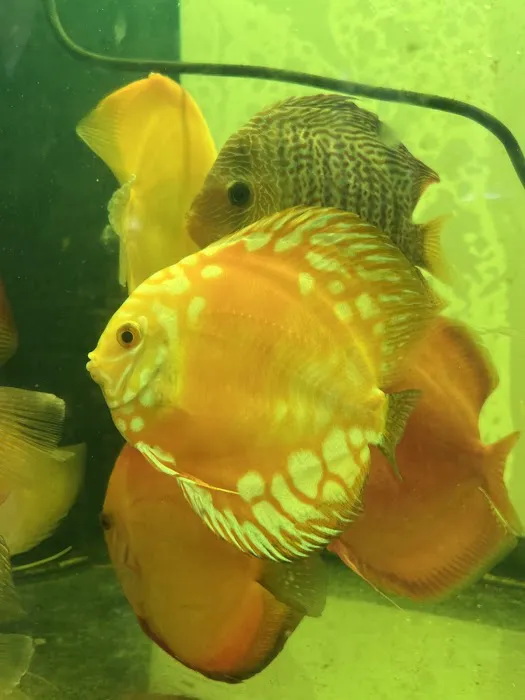 South River Aquarium Picture 8