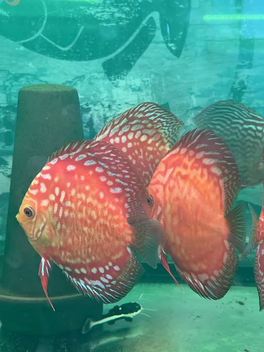 South River Aquarium Picture 2