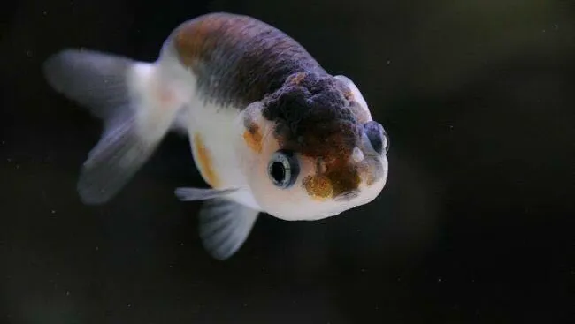 South River Aquarium Picture 6