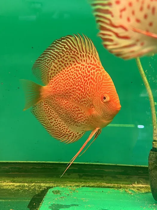 South River Aquarium Picture 10