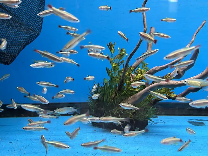 South River Aquarium Picture 1