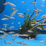 South River Aquarium
