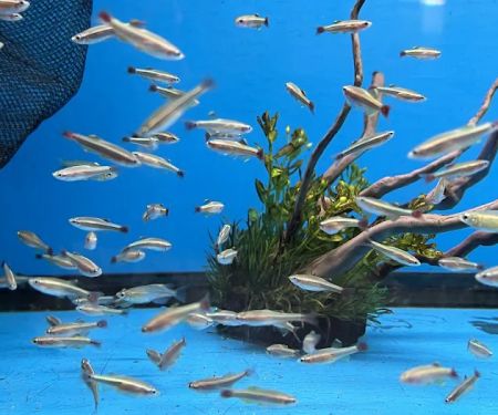 South River Aquarium