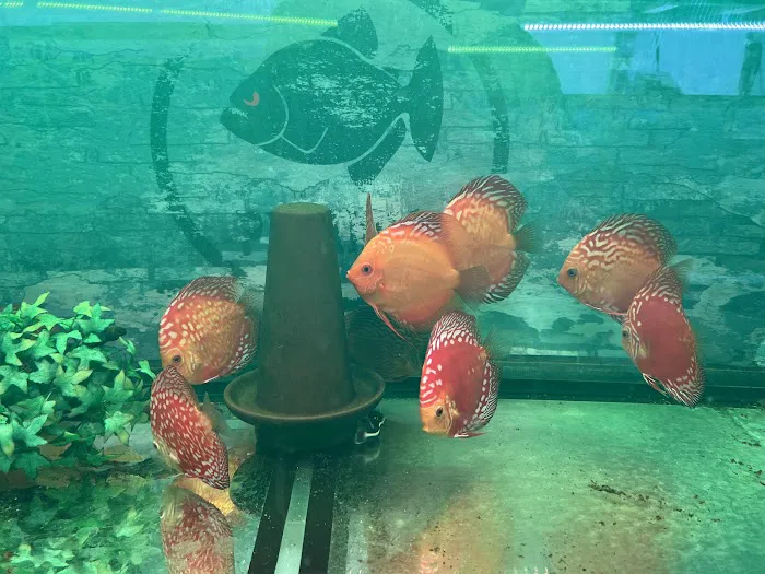 South River Aquarium Picture 4