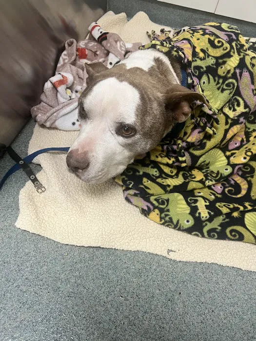 Cottman Animal Hospital Picture 1