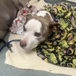 Cottman Animal Hospital