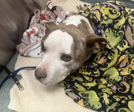 Cottman Animal Hospital