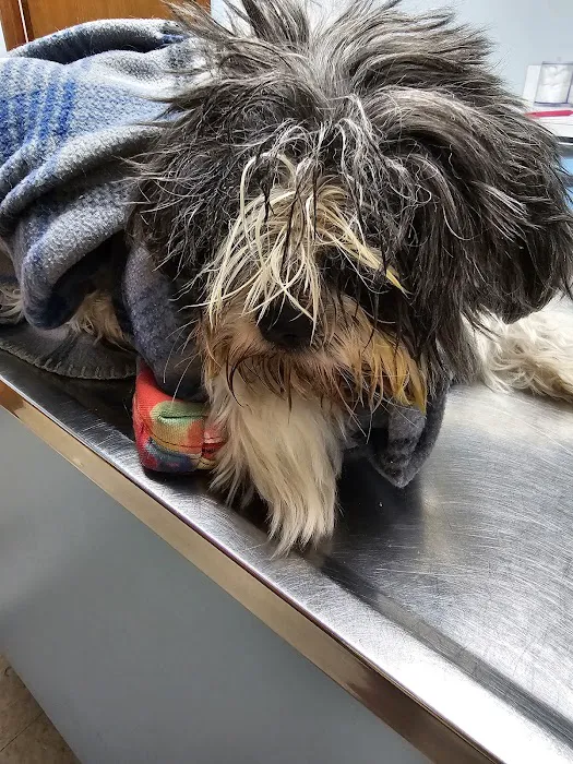Cottman Animal Hospital Picture 6