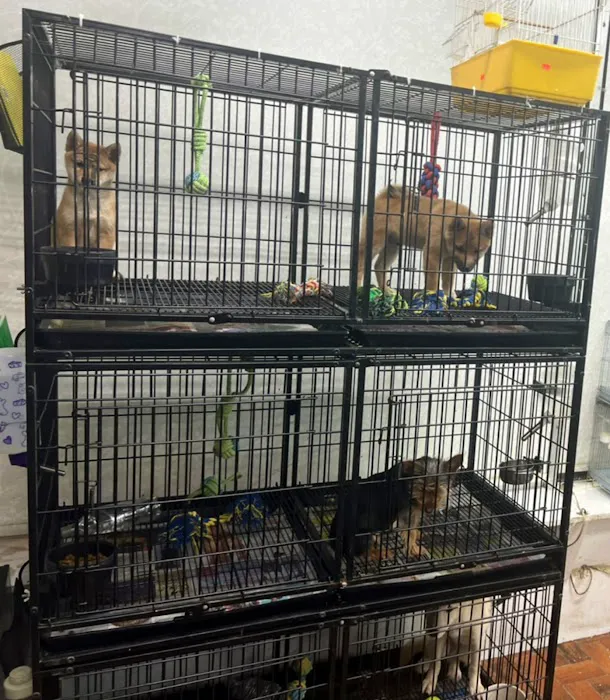 Pet Shop Red Canary Picture 9