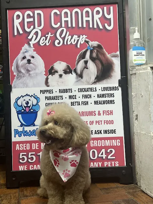 Pet Shop Red Canary Picture 1
