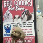 Pet Shop Red Canary