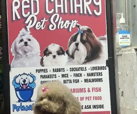 Pet Shop Red Canary