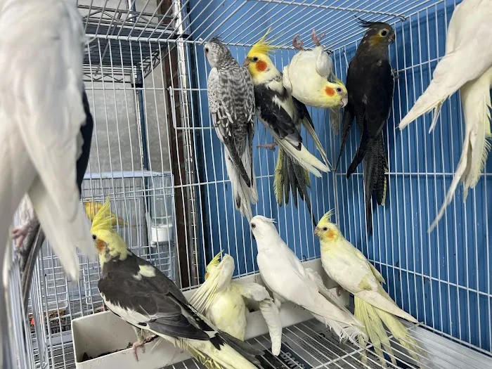 Pet Shop Red Canary Picture 4