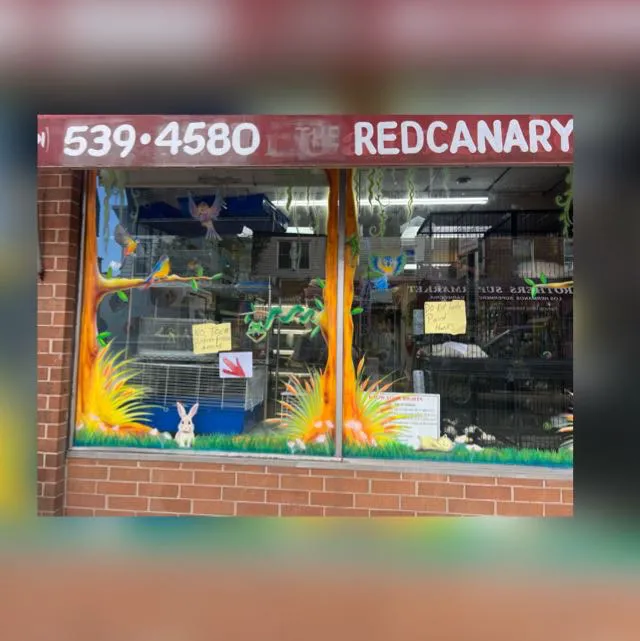 Pet Shop Red Canary Picture 10