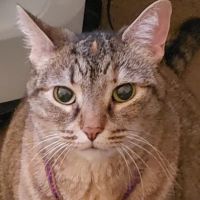 Terry Animal Hospital ico