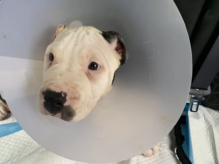 Broad Street Animal Hospital Picture 1