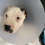 Broad Street Animal Hospital