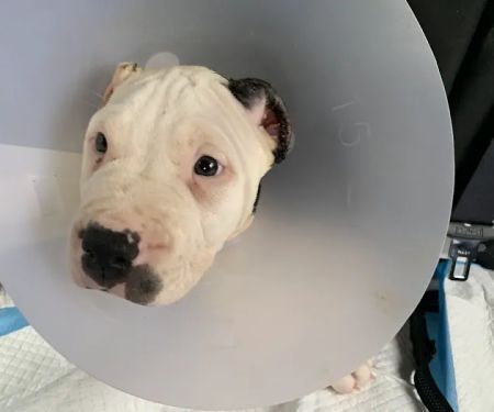 Broad Street Animal Hospital