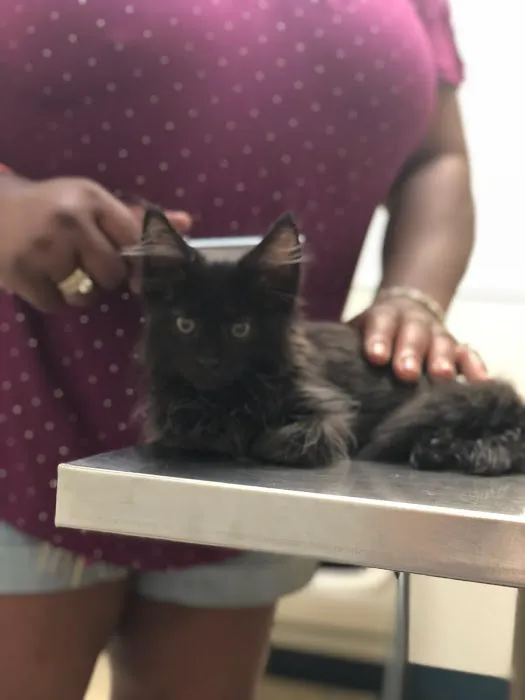 Broad Street Animal Hospital Picture 10