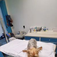 Greene Street Animal Care ico