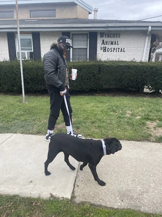 Wyncote Animal Hospital Picture 4