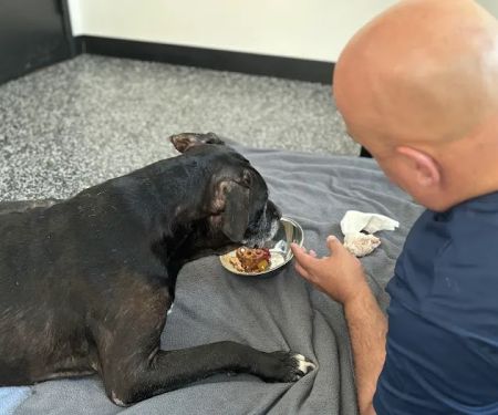 Wyncote Animal Hospital