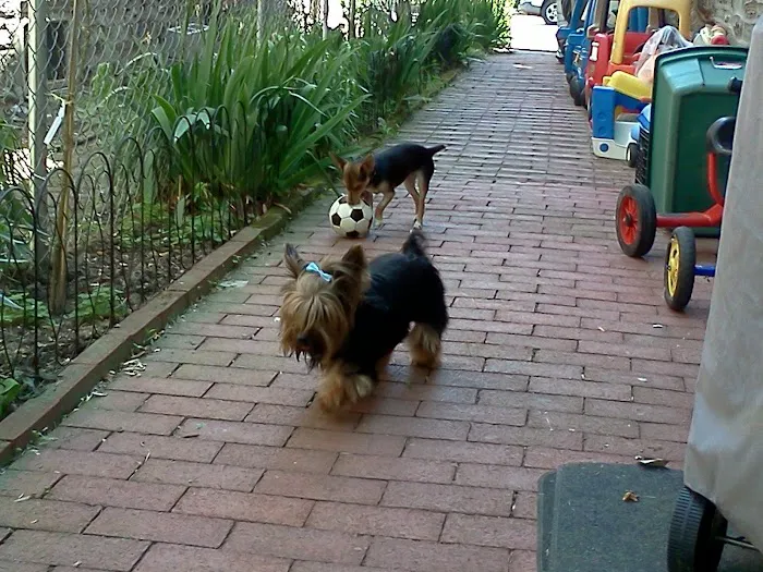 Wyncote Animal Hospital Picture 3