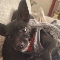 Pennpet Clinic ico