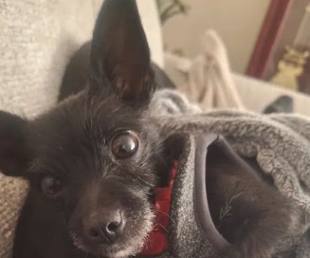 Pennpet Clinic