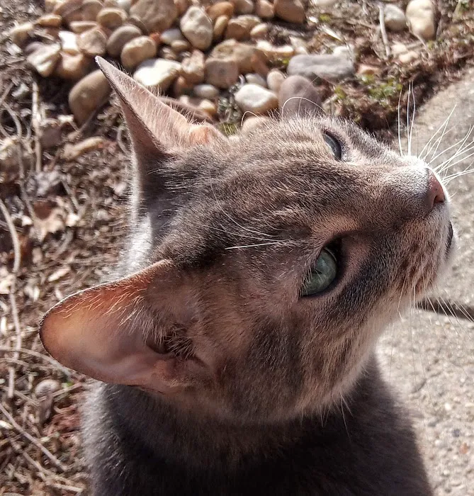 Cat Clinic At Cherry Hill Picture 6