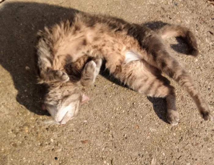 Cat Clinic At Cherry Hill Picture 2