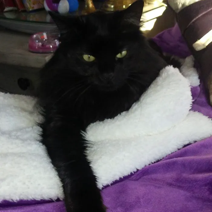 Cat Clinic At Cherry Hill Picture 9